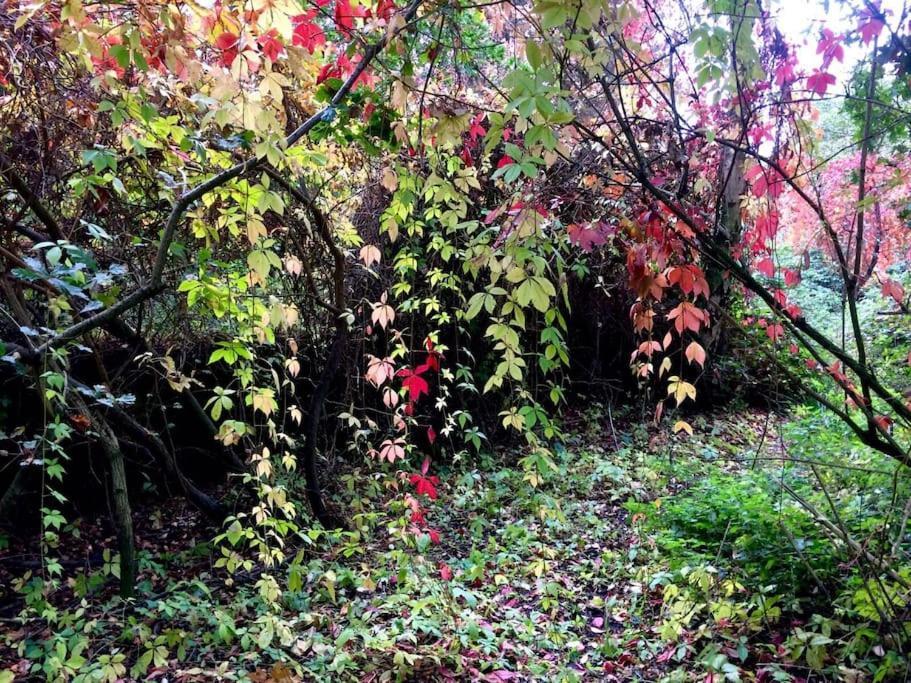 Forestry Cottage. Hot Tub, Open Fire, Dog Friendly Gaywood المظهر الخارجي الصورة